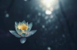 lotus flower floating